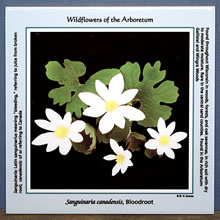 tile bloodroot 8147.jpg